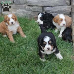 Moose, Bernedoodle Puppy