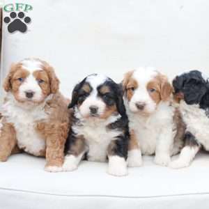 Boone, Bernedoodle Puppy