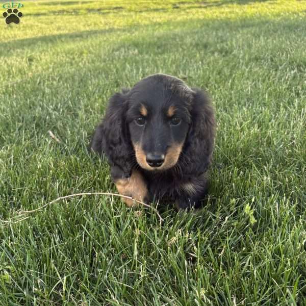 Luke, Dachshund Puppy