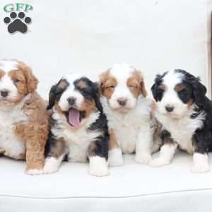 Boone, Bernedoodle Puppy