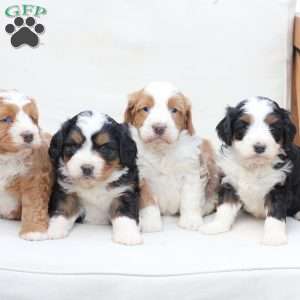 Boone, Bernedoodle Puppy