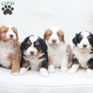 Boone, Bernedoodle Puppy