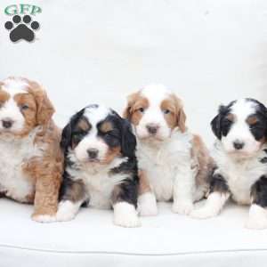 Moose, Bernedoodle Puppy