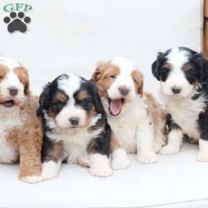 Hunter, Bernedoodle Puppy