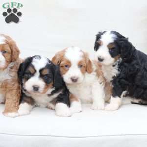 Hunter, Bernedoodle Puppy