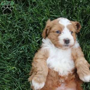 Boone, Bernedoodle Puppy