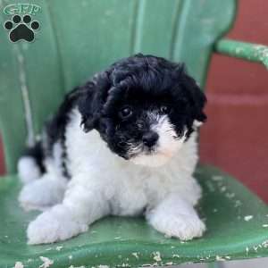 Freddy, Havapoo Puppy