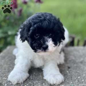 Freddy, Havapoo Puppy