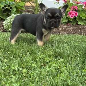 Wally, French Bulldog Puppy