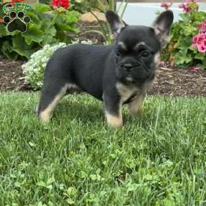 Wally, French Bulldog Puppy
