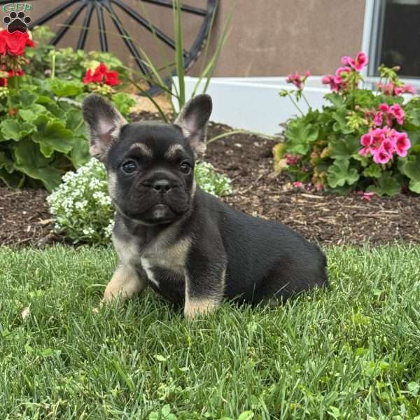 Wally, French Bulldog Puppy