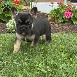 Wally, French Bulldog Puppy