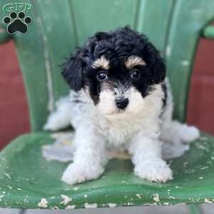 Felicia, Havapoo Puppy