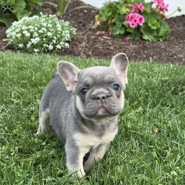 Wyatt, French Bulldog Puppy
