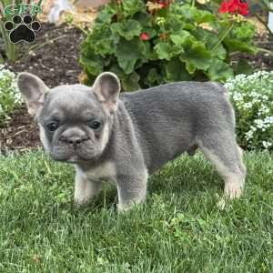Wyatt, French Bulldog Puppy