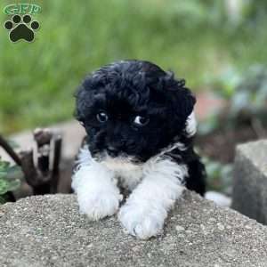 Flower, Havapoo Puppy