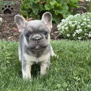 Wyatt, French Bulldog Puppy