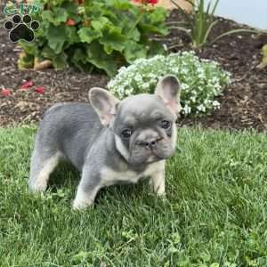 Wyatt, French Bulldog Puppy