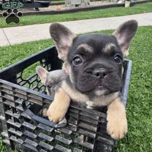 Wally, French Bulldog Puppy