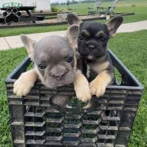 Wyatt, French Bulldog Puppy