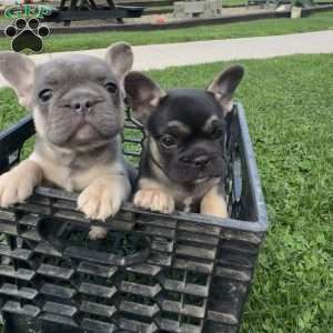 Wyatt, French Bulldog Puppy