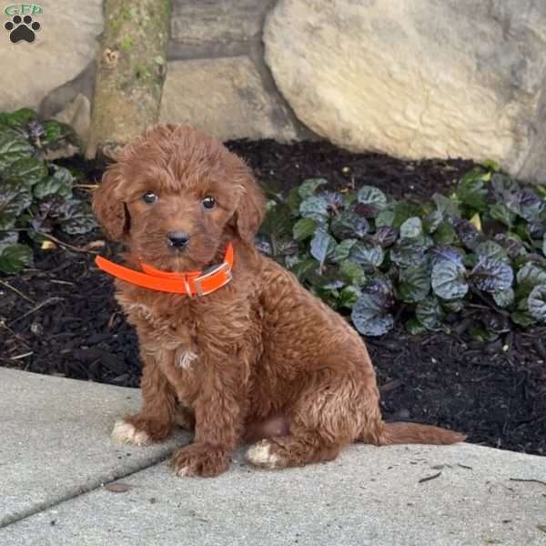 Sophia, Goldendoodle Puppy