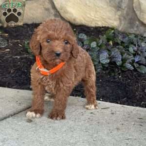 Sophia, Goldendoodle Puppy
