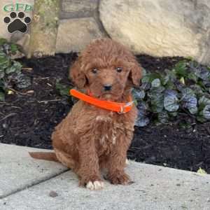 Sophia, Goldendoodle Puppy