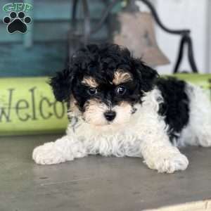 Felicia, Havapoo Puppy