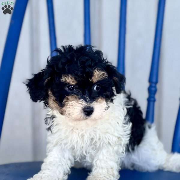 Felicia, Havapoo Puppy