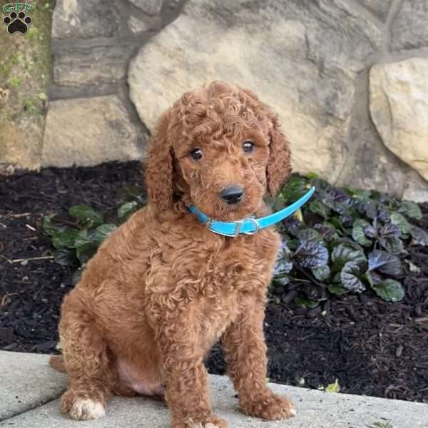 Sam, Goldendoodle Puppy