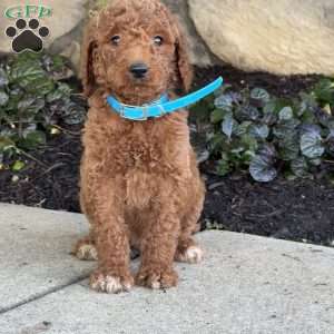 Sam, Goldendoodle Puppy