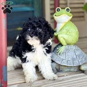 Flower, Havapoo Puppy