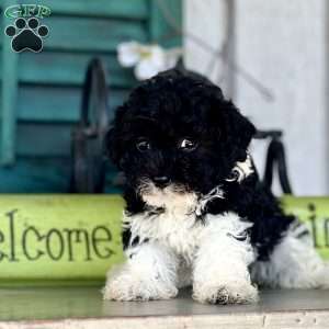 Flower, Havapoo Puppy