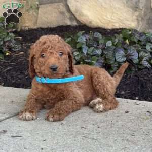Sam, Goldendoodle Puppy