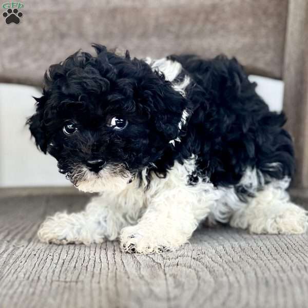 Flower, Havapoo Puppy
