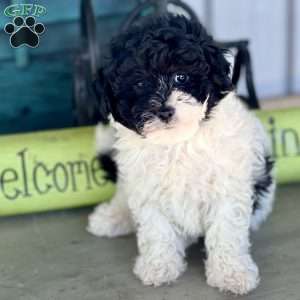 Freddy, Havapoo Puppy