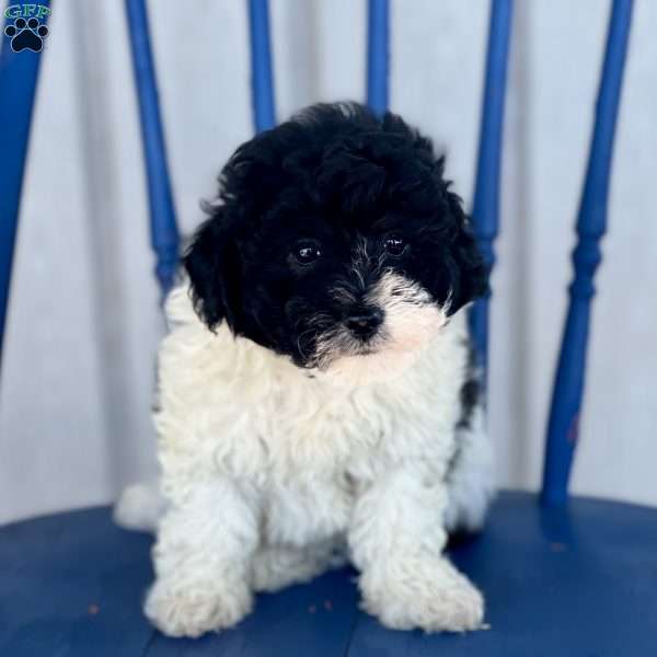 Freddy, Havapoo Puppy