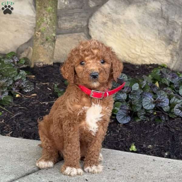 Sally, Goldendoodle Puppy