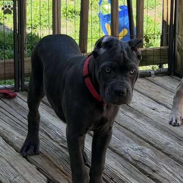 Blue, Cane Corso Puppy