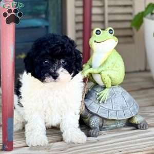 Freddy, Havapoo Puppy