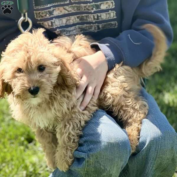 Dodger, Cavapoo Puppy