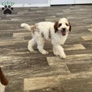 Jasper, Mini Goldendoodle Puppy
