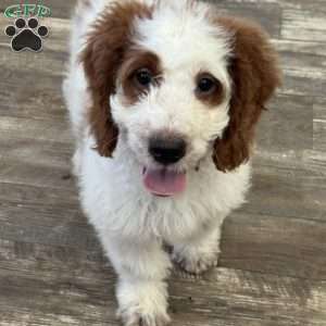 Jack, Mini Goldendoodle Puppy