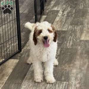 Jasper, Mini Goldendoodle Puppy