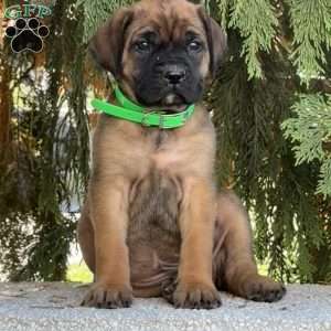 Roxy, English Mastiff Puppy