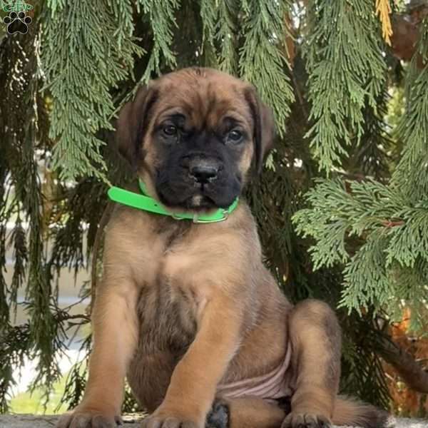 Roxy, English Mastiff Puppy