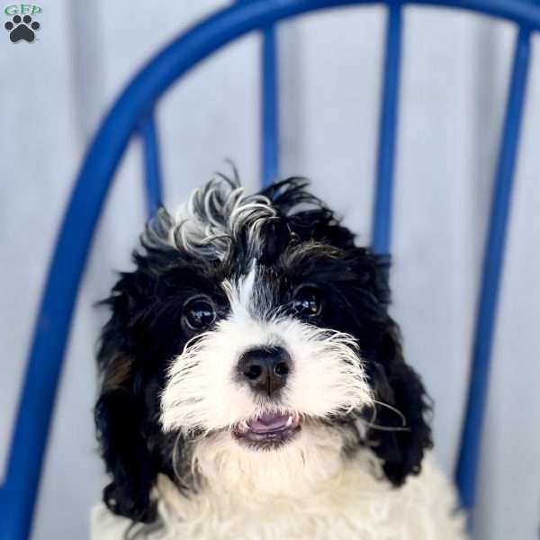 Casey, Cavapoo Puppy