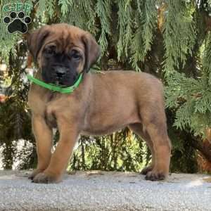 Roxy, English Mastiff Puppy