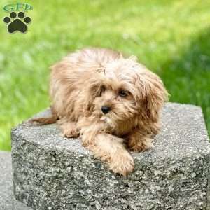 Effy, Cavapoo Puppy